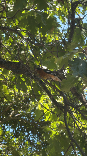 iNaturalist observation photo of Black-headed Grosbeak