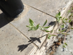 Acmispon americanus