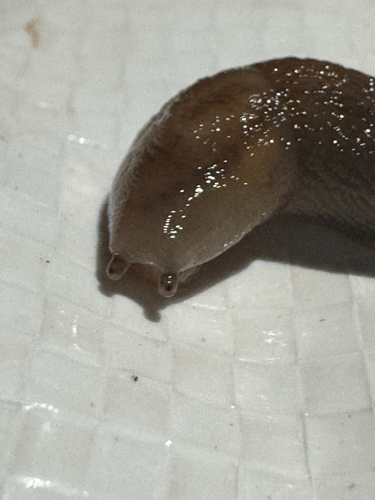 Threeband Slugs