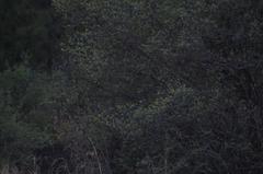 Chondestes grammacus