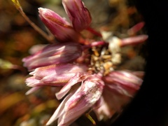 Allium cratericola
