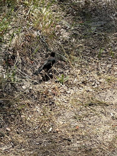 iNaturalist observation photo of Brewer's Blackbird