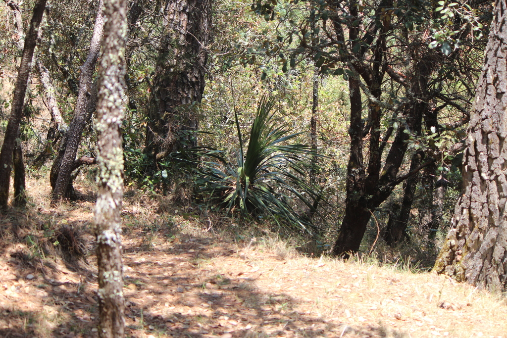 Nolina robusta, Querétaro, MX