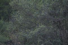 Chondestes grammacus