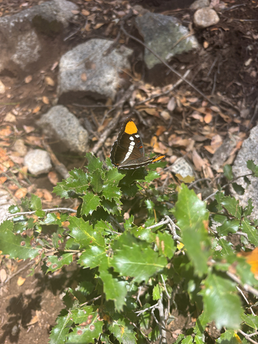 iNaturalist observation photo of California Sister