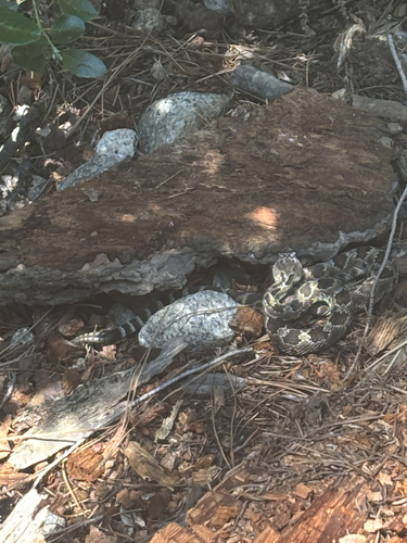 iNaturalist observation photo of Northern Pacific Rattlesnake