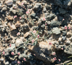 Eriogonum gracillimum