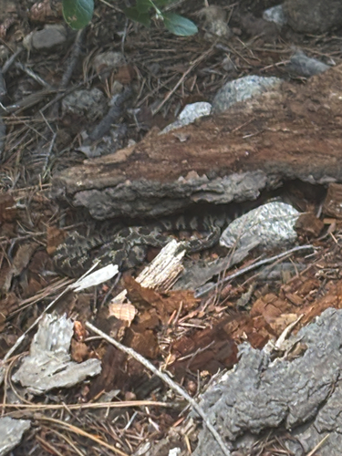 iNaturalist observation photo of Western Rattlesnake