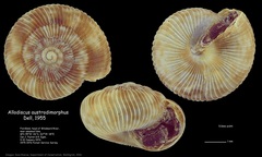 Image of Allodiscus austrodimorphus