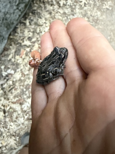 iNaturalist observation photo of Pacific chorus frog