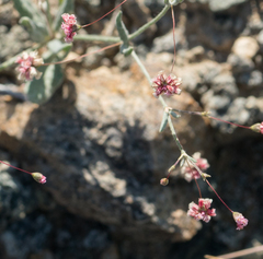Eriogonum gracillimum