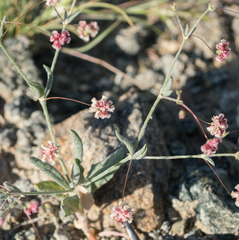 Eriogonum gracillimum