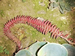 Crassuloideae