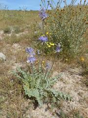 Salvia carduacea