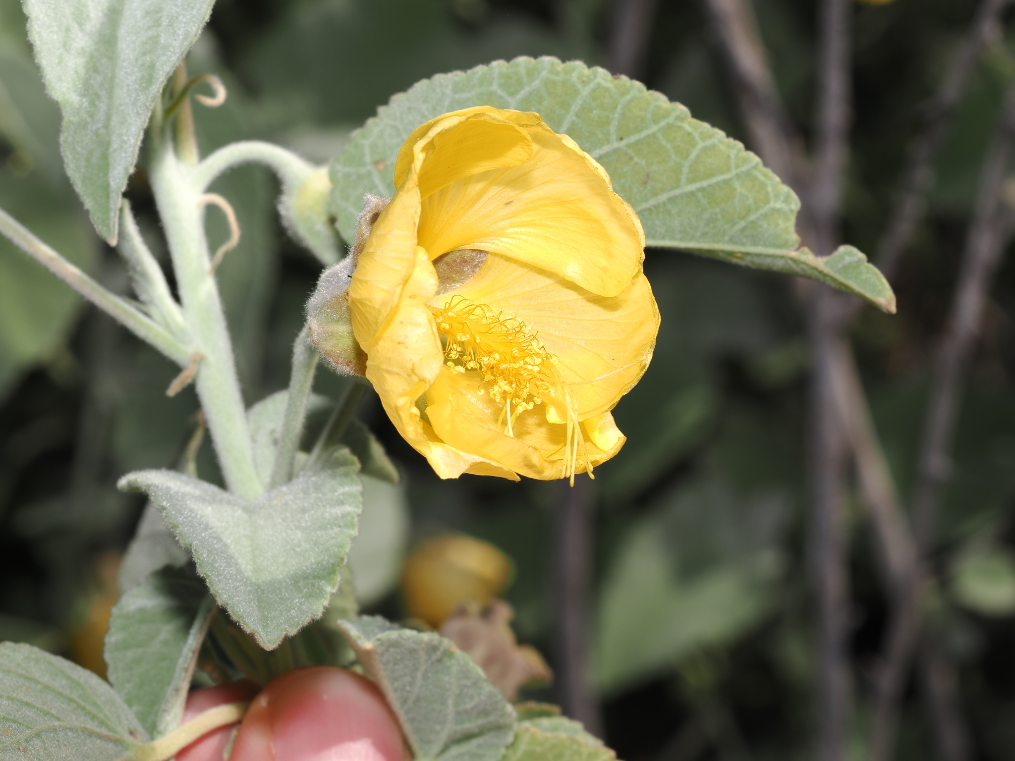 Abutilon calliphyllum Domin