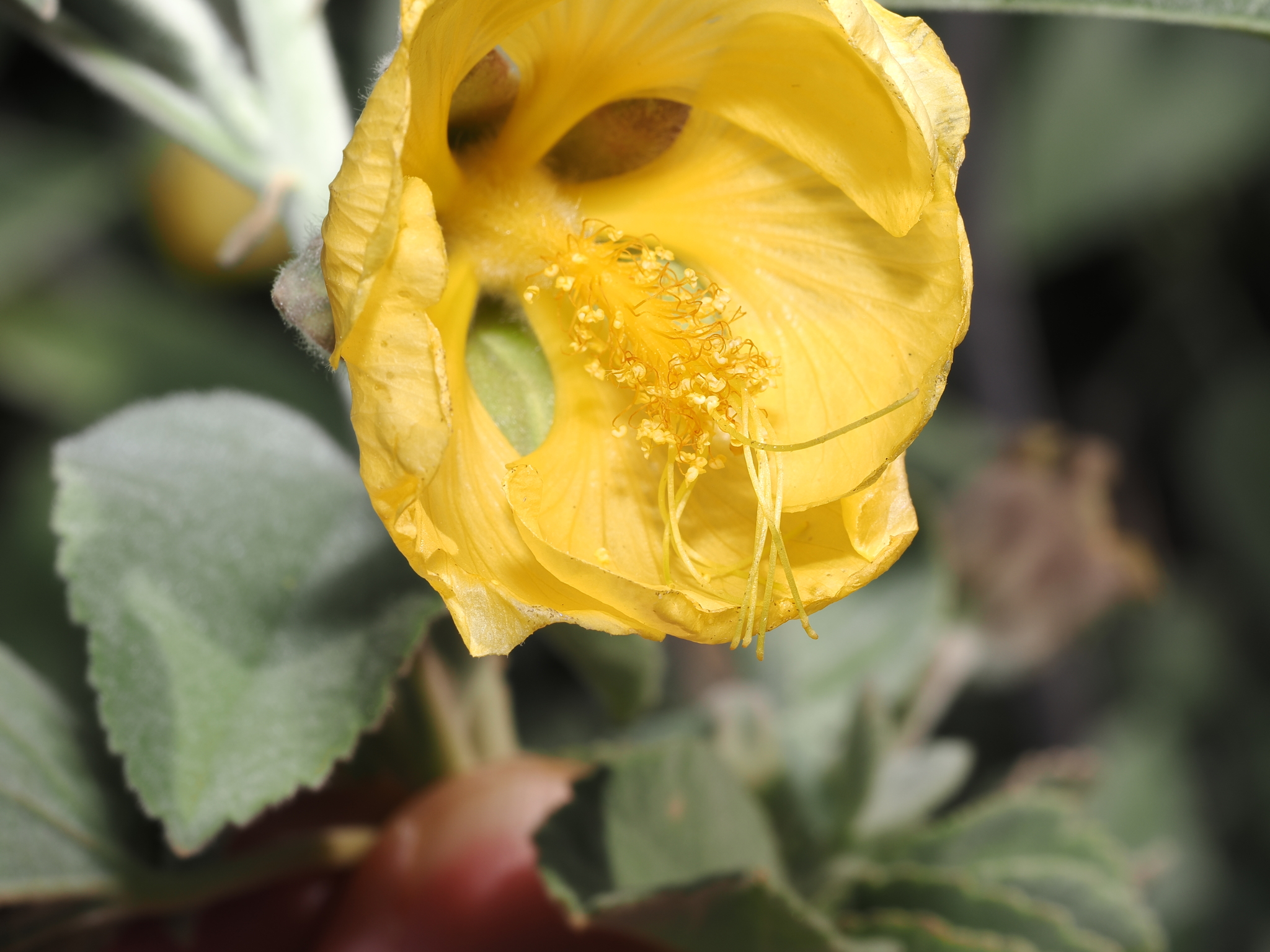 Abutilon calliphyllum Domin 2