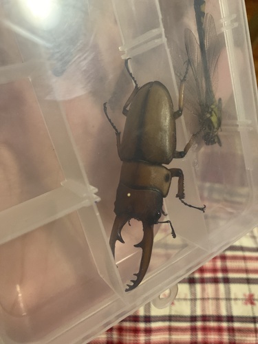 Common Red Stag Beetle