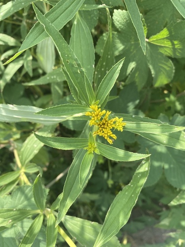 speedyweed