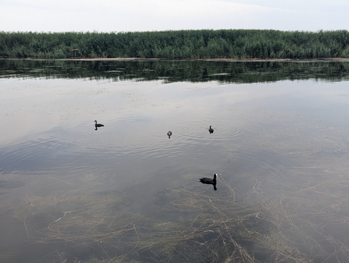 Common Coot