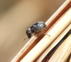 Trigonorhinus rotundatus