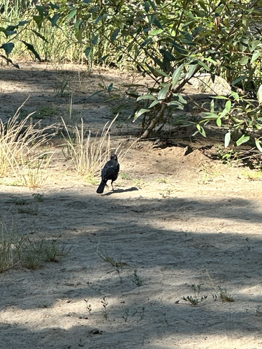 iNaturalist observation photo of Perching Birds
