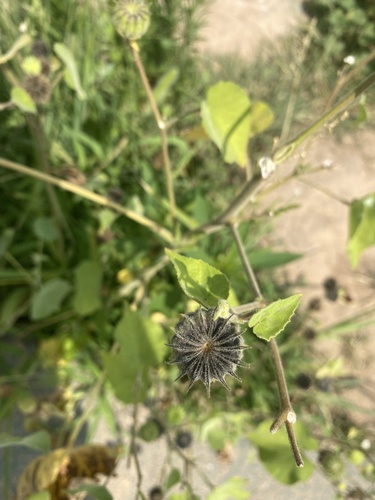 velvetleaf