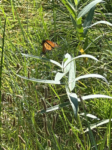 iNaturalist observation photo of Monarch