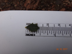 Ceanothus sonomensis