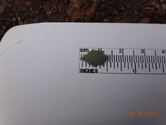 Ceanothus sonomensis