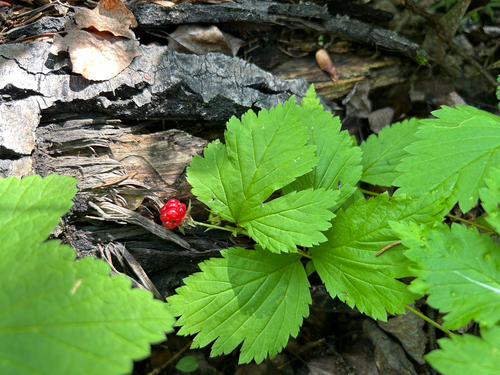 dwarf raspberry