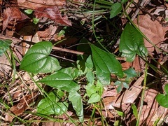 Image of Dioscorea floridana
