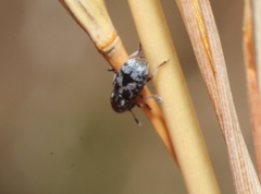 Trigonorhinus rotundatus