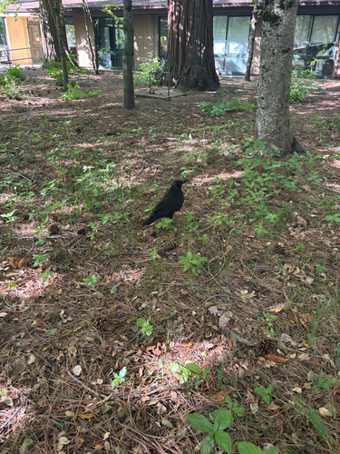 iNaturalist observation photo of Common Raven