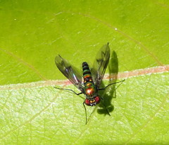 Condylostylus patibulatus