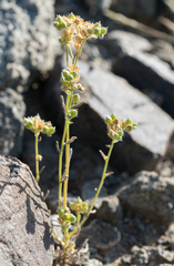 Cryptantha pterocarya