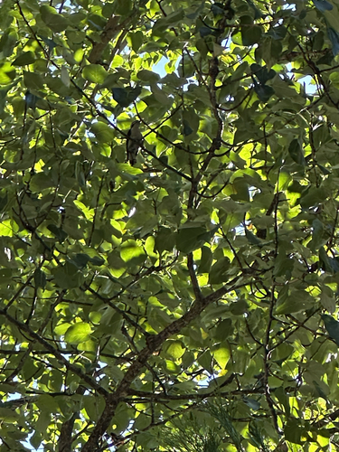 iNaturalist observation photo of Perching Birds