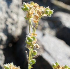 Cryptantha pterocarya
