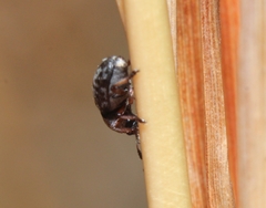 Trigonorhinus rotundatus