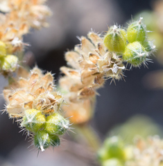 Cryptantha pterocarya