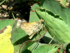 Polites sabuleti chusca