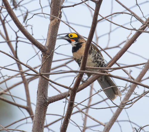 Ornate Melidectes (Melidectes torquatus), photo 3