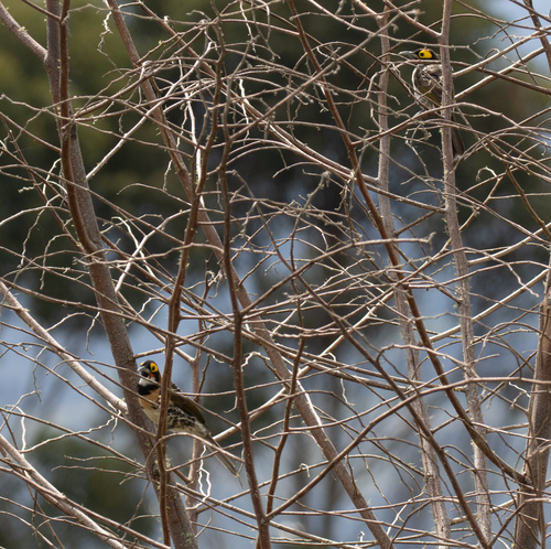 Ornate Melidectes (Melidectes torquatus), photo 4
