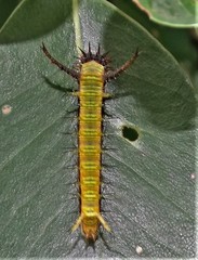 Pseudacraea lucretia tarquinea