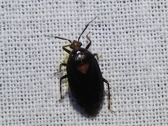Deraeocoris sayi