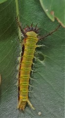 Pseudacraea lucretia tarquinea