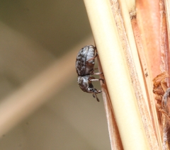 Trigonorhinus rotundatus