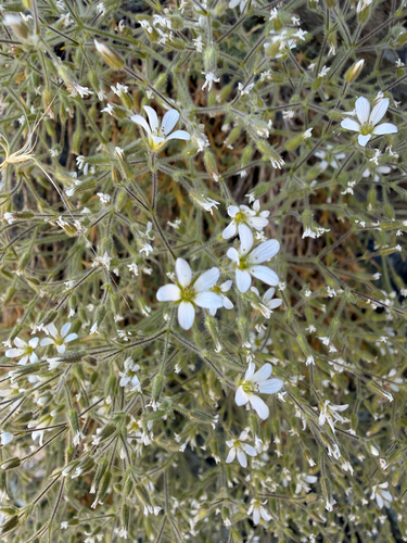 Sabulina nuttallii, 2026-07-14