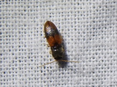 Horistonotus curiatus