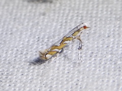 Acrocercops albinatella