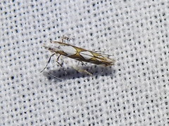 Acrocercops albinatella
